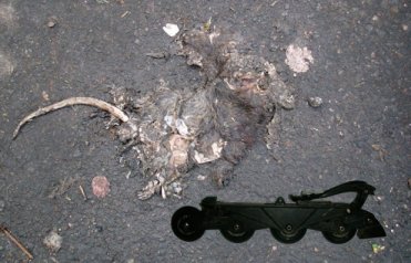 New York rat.jpg (26000 bytes)